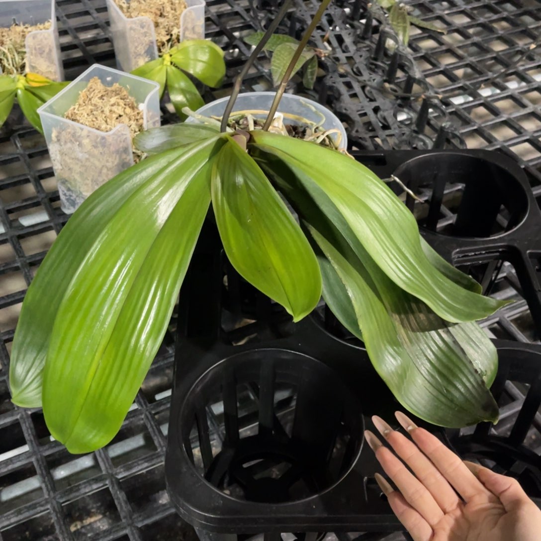 完全开放桑德蝴蝶兰