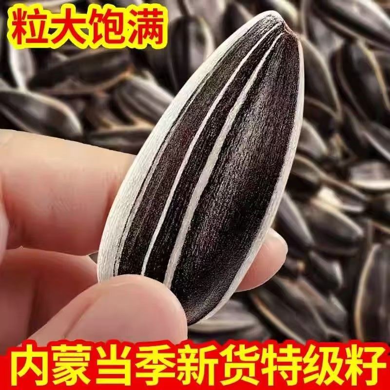 【唠嗑必备】炒熟原味瓜子瓜子葵花籽新炒大颗粒散装坚果丽人膳补