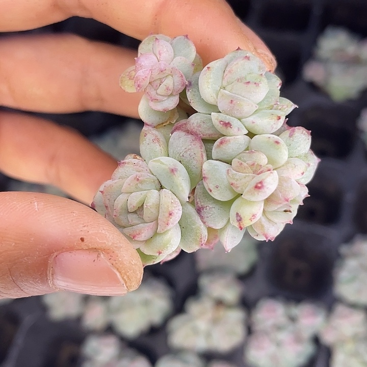 一物一拍满18包邮