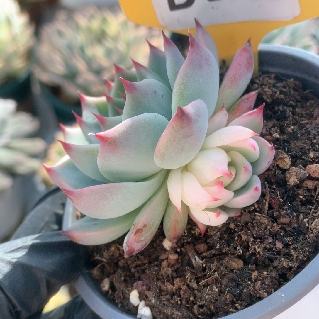 255锦锦锦锦锦锦