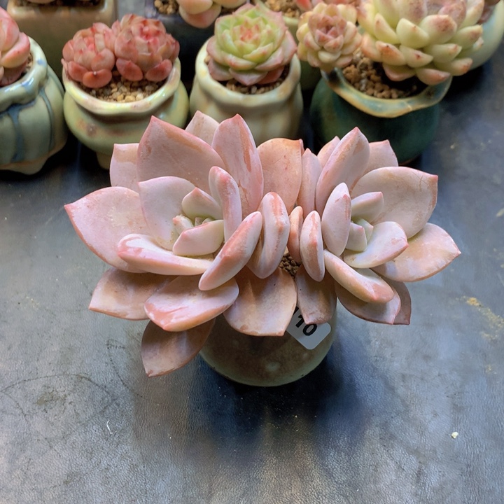 一物一拍含盆土满38包邮B110