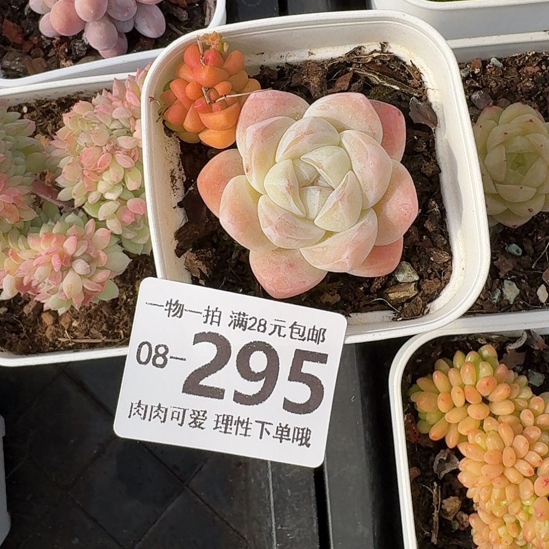 冰玉无盆土发货无盆