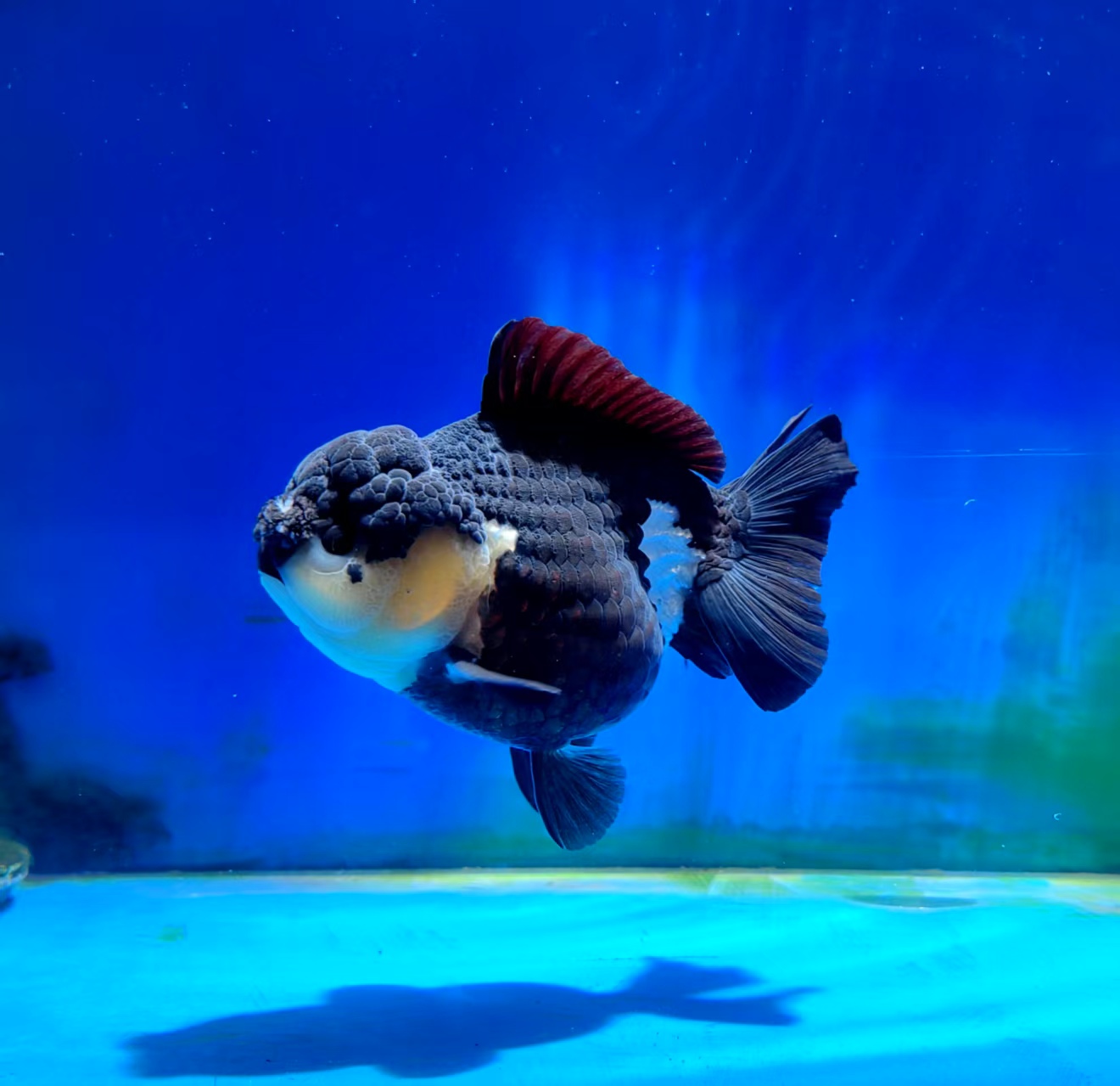 渔场直销玛丽泰狮金鱼直播自选