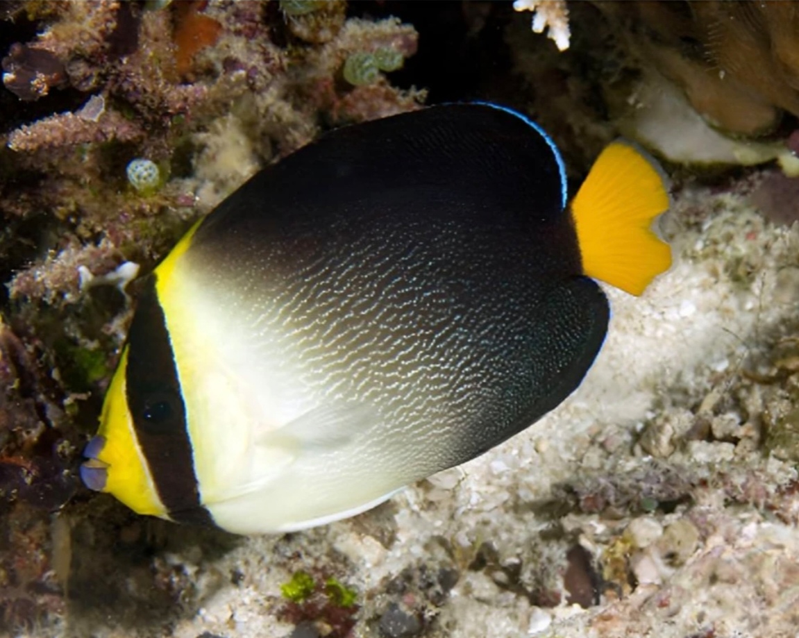 秒颗粒黄尾仙开口天皇仙养定颗粒黄尾仙