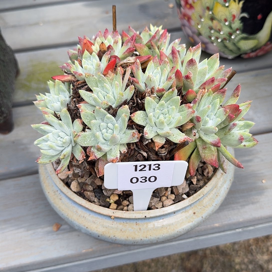 2***6多肉植物一物一拍1213030