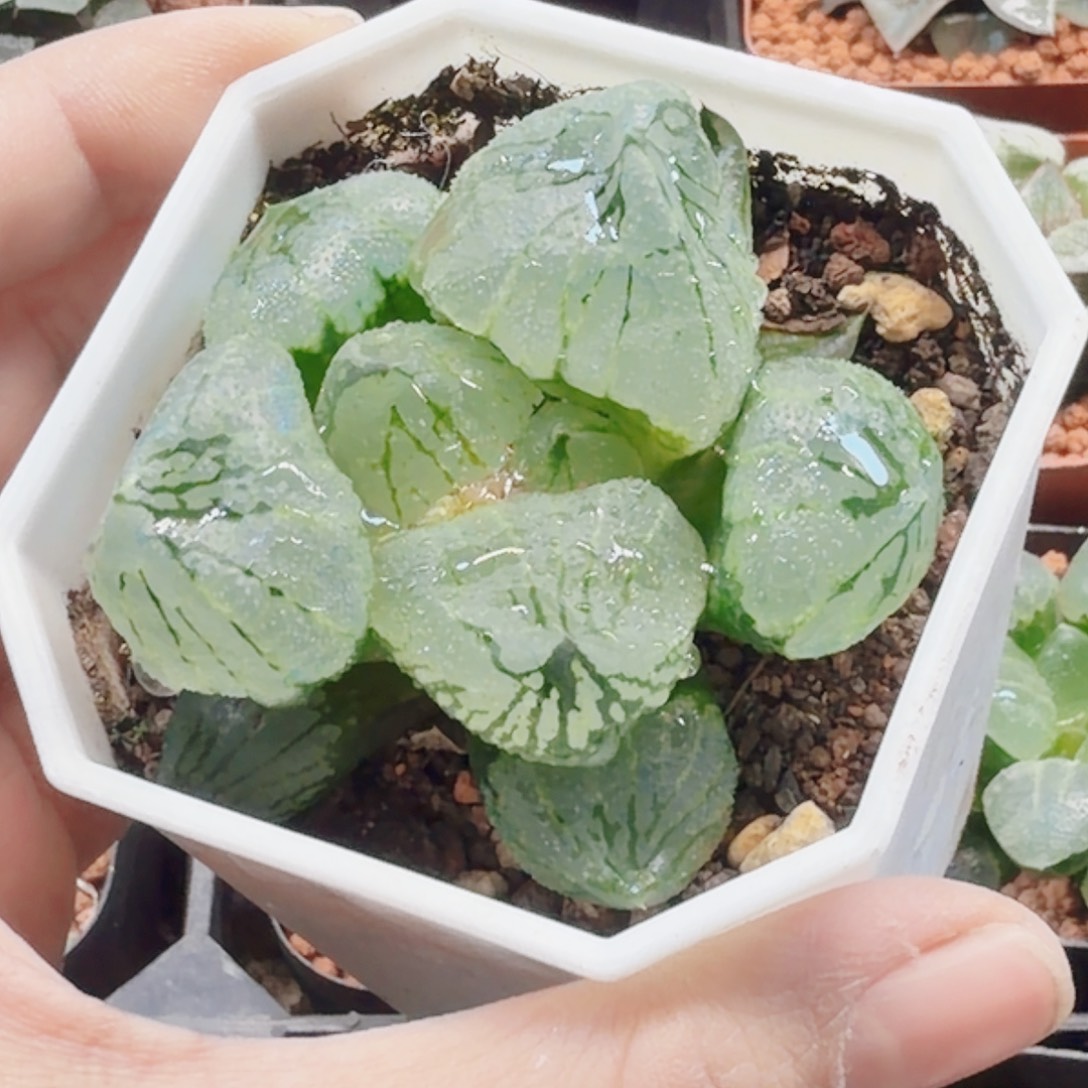 无花朵十二卷杨贵妃巨大窗福利