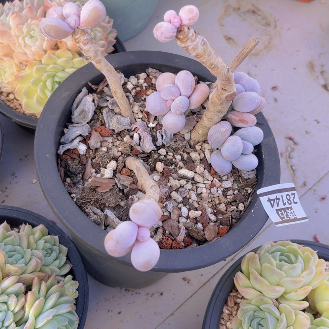 樱花奶28144多肉植物