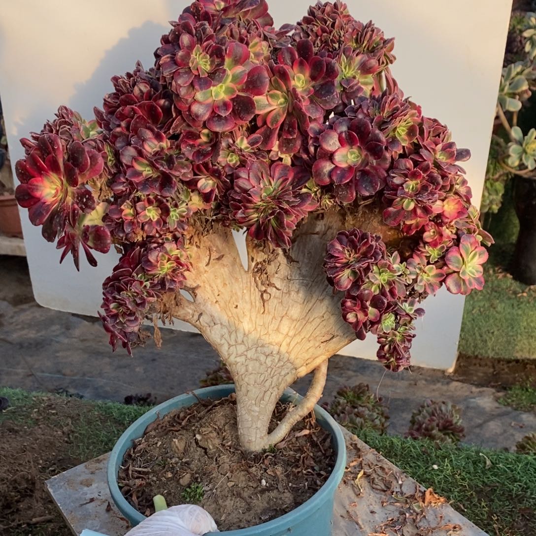 留***࿐1820号美杜莎缀化1颗