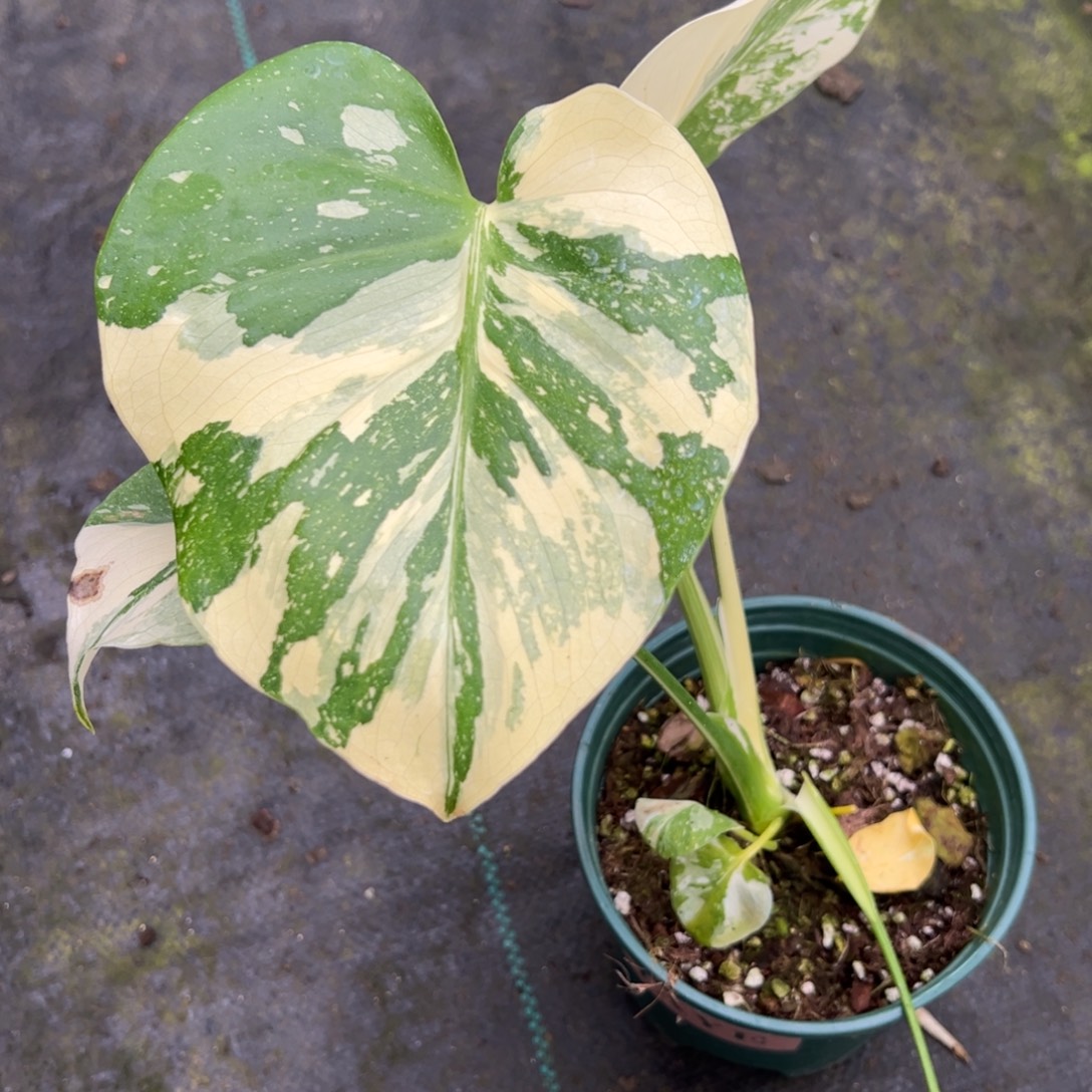 辉***完全开放9536洒金龟背竹