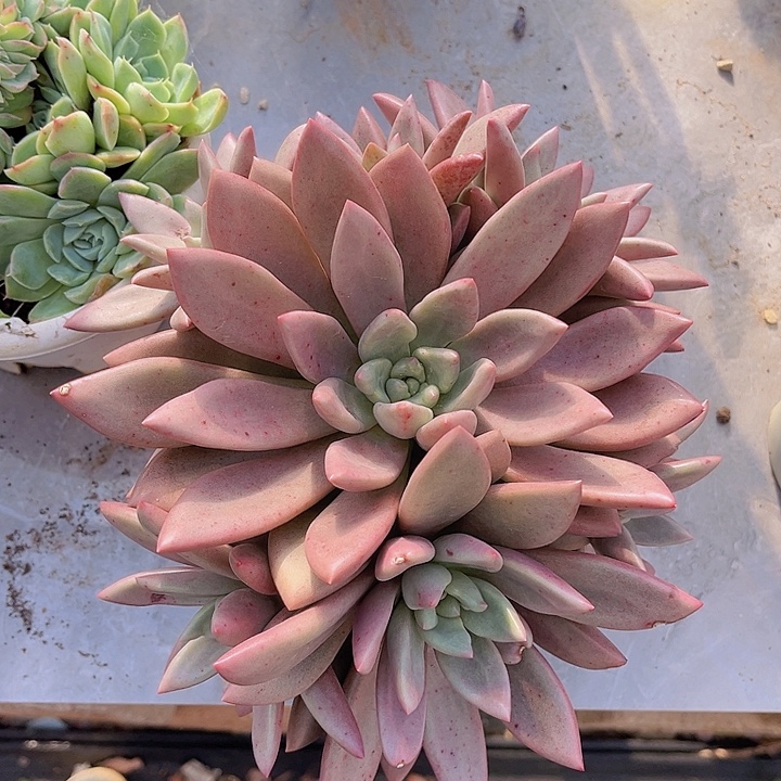 桃花源2591多肉植物