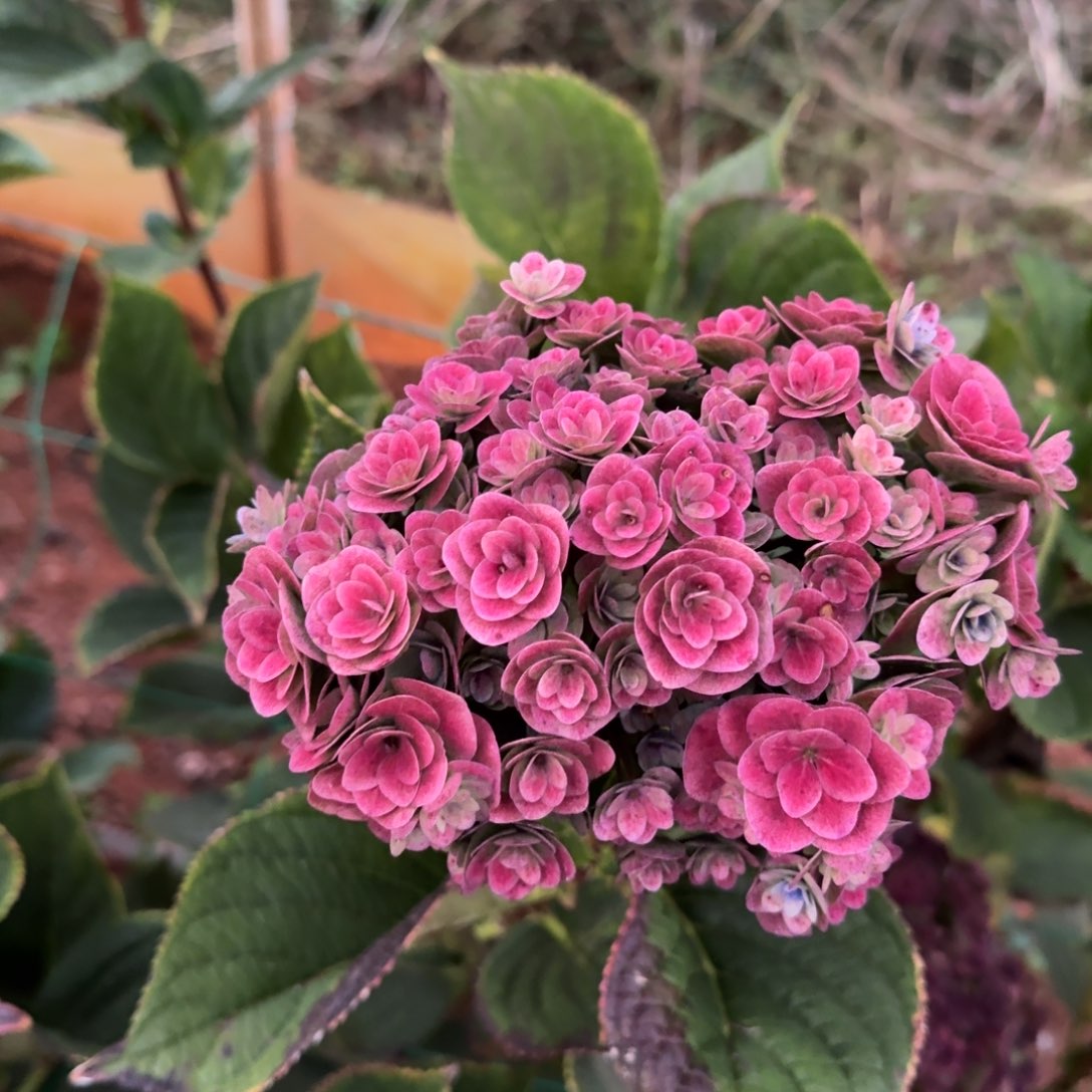 大部分花苞少量开放15