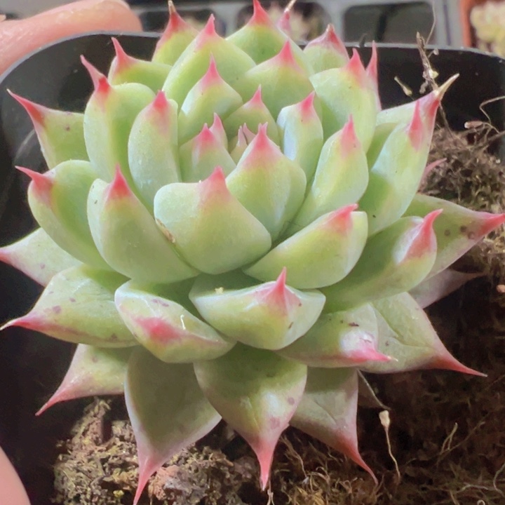 梦瑶精品多肉植物