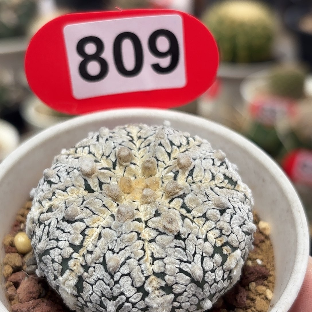 仙人球实生仙人球V兜