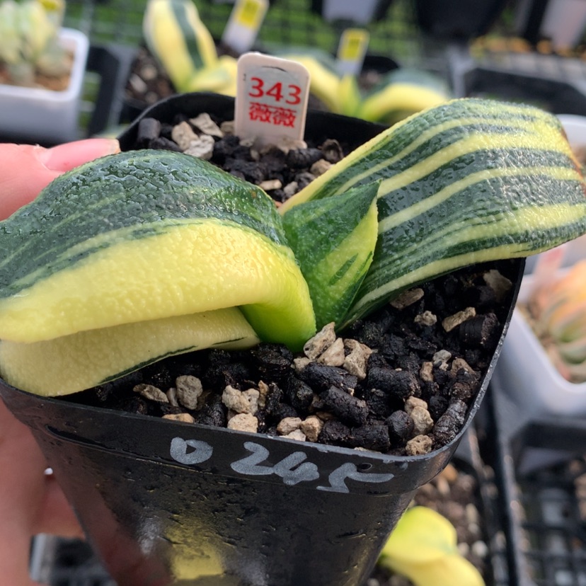 【闪购商品】343蜗牛