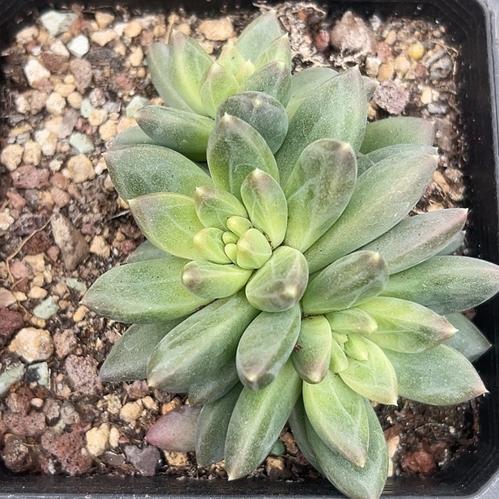 美人系列特价一物一拍