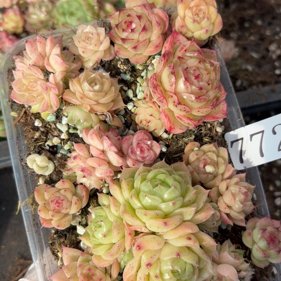 多肉植物多肉植物772