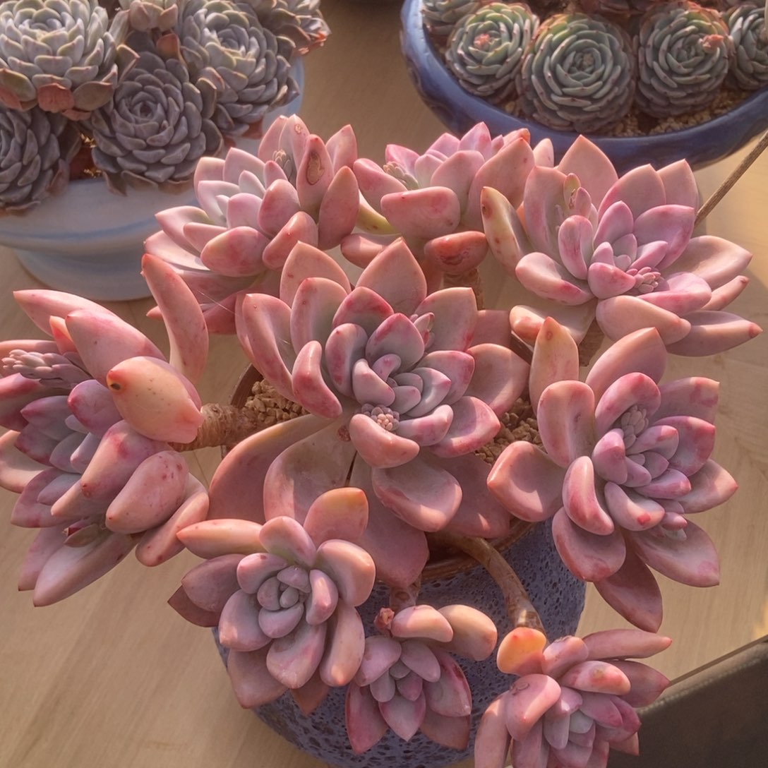 奥普琳娜的人多肉多肉