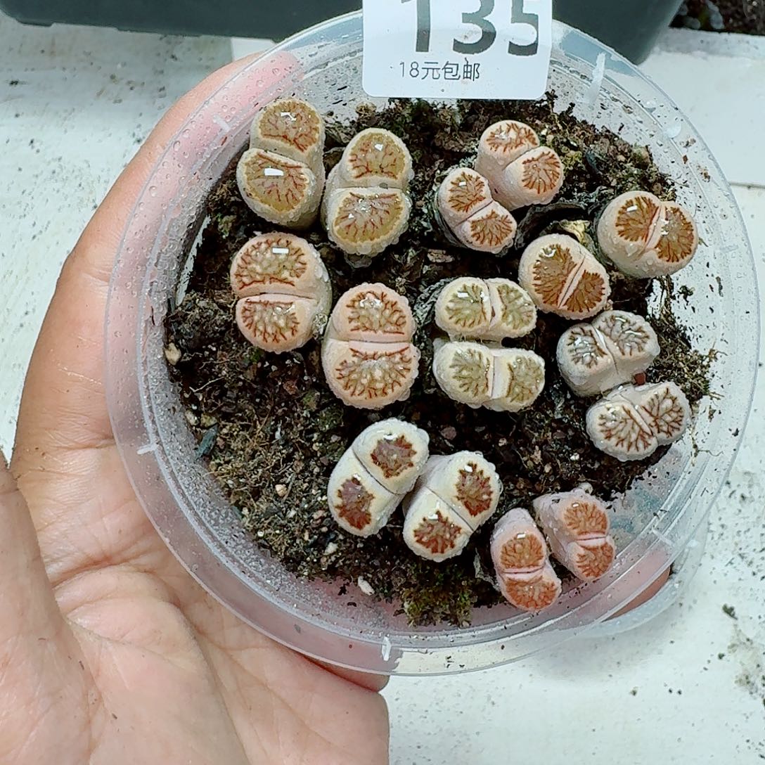 135 多肉植物多肉植物