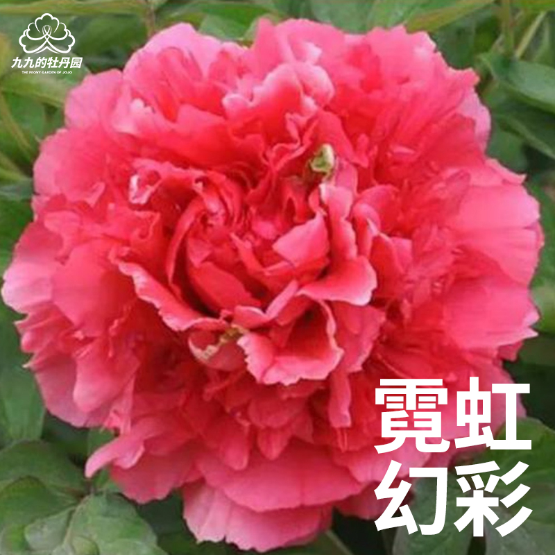 霓虹幻彩-重瓣大花牡丹花苗盆栽正宗洛阳牡丹大苗室内阳台庭院