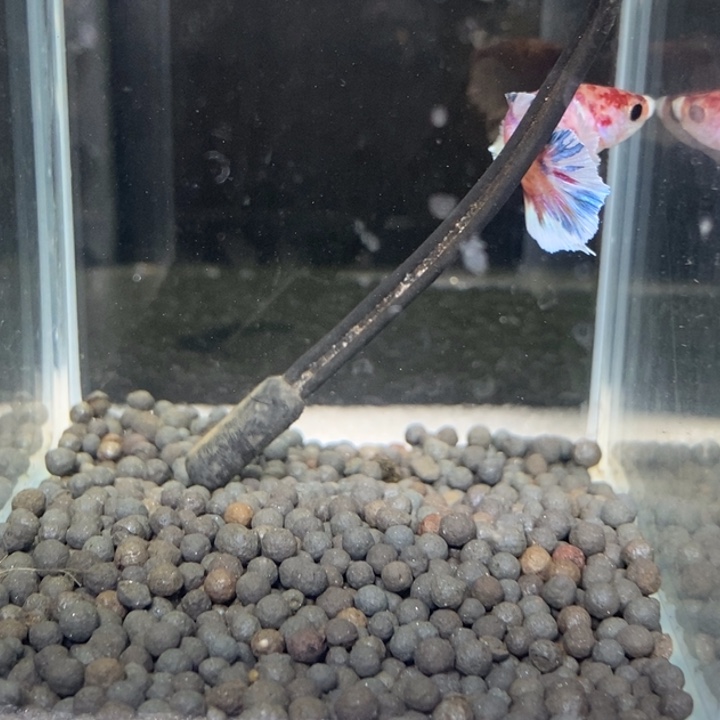 斗鱼泰国斗鱼131号