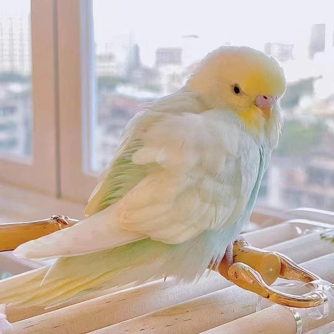 2只手玩金彩高货鹦鹉活体 可在家养