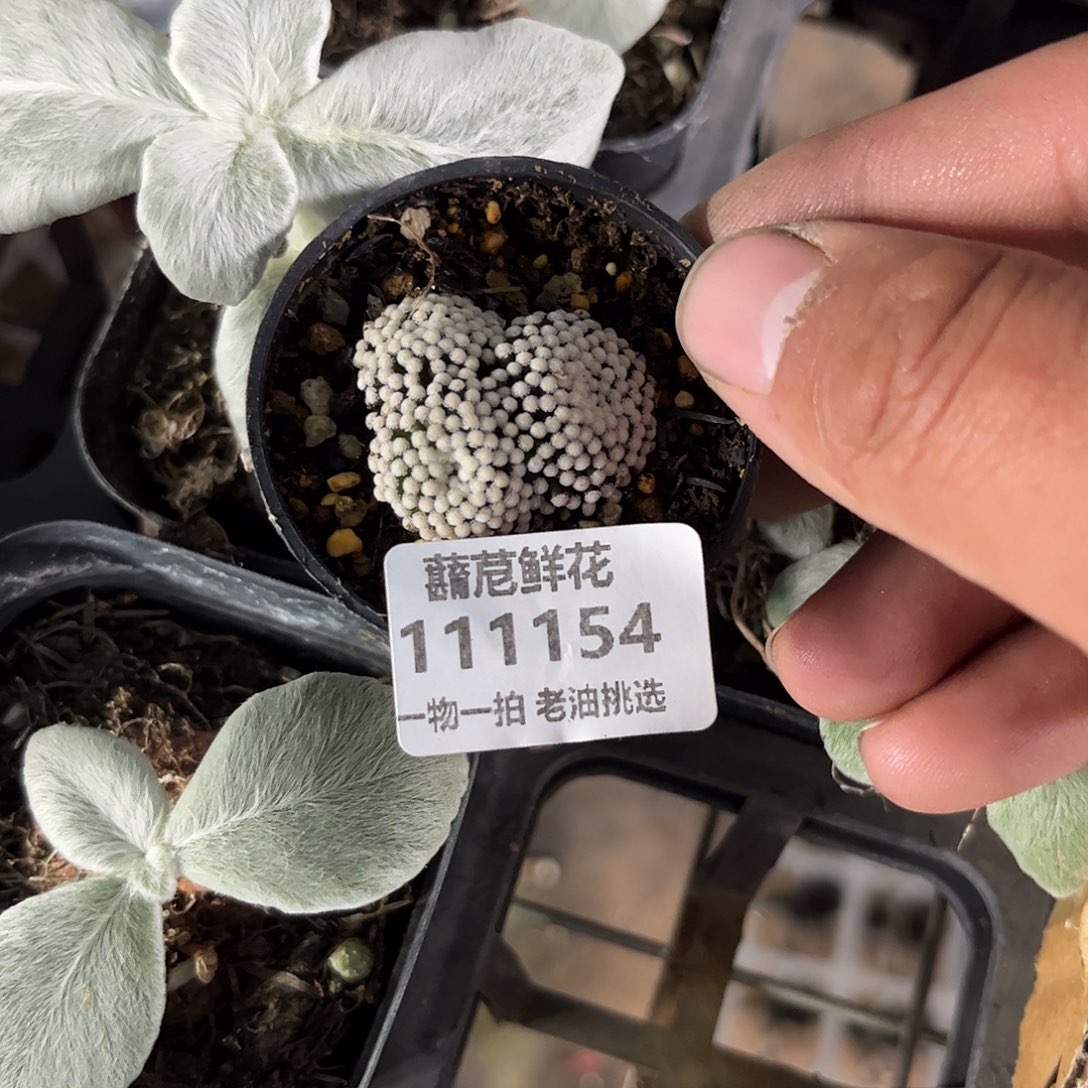 111154一物一拍松针牡丹