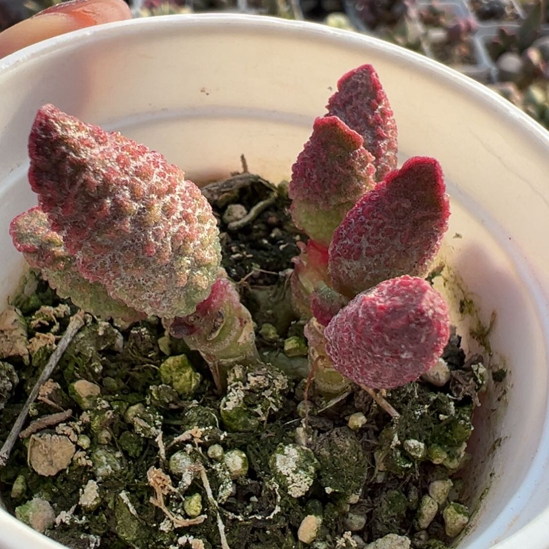 实生新品多肉植物水泡