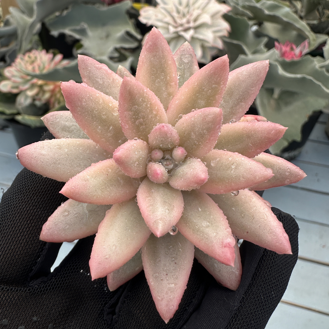红蜻蜓锦砍头，多肉植物