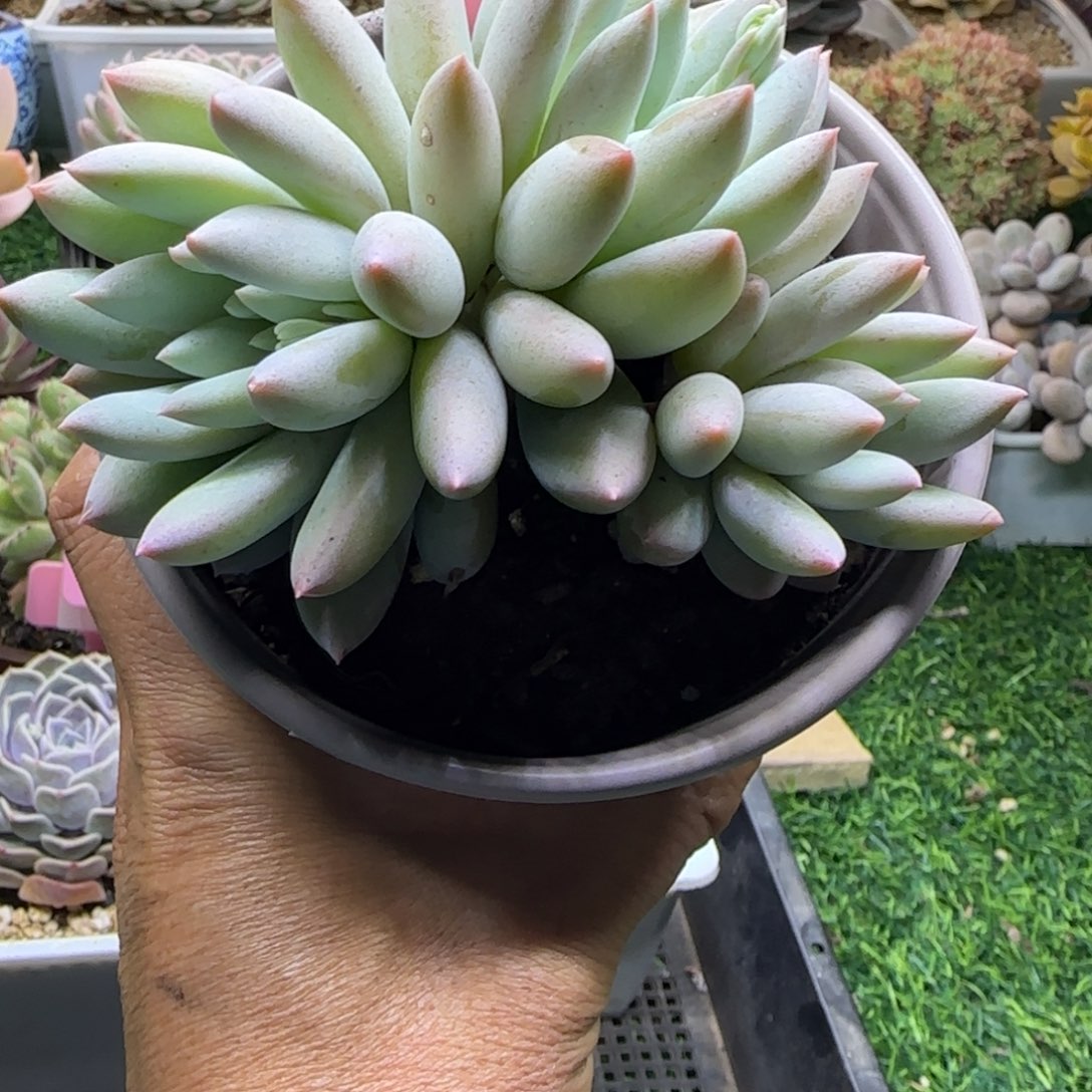 锦安精品多肉植物222