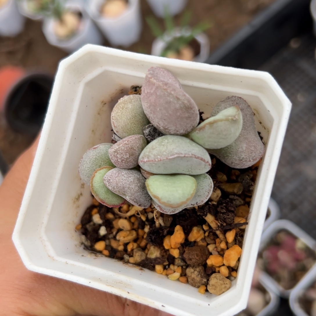 哦哦兔植物中央音乐学院