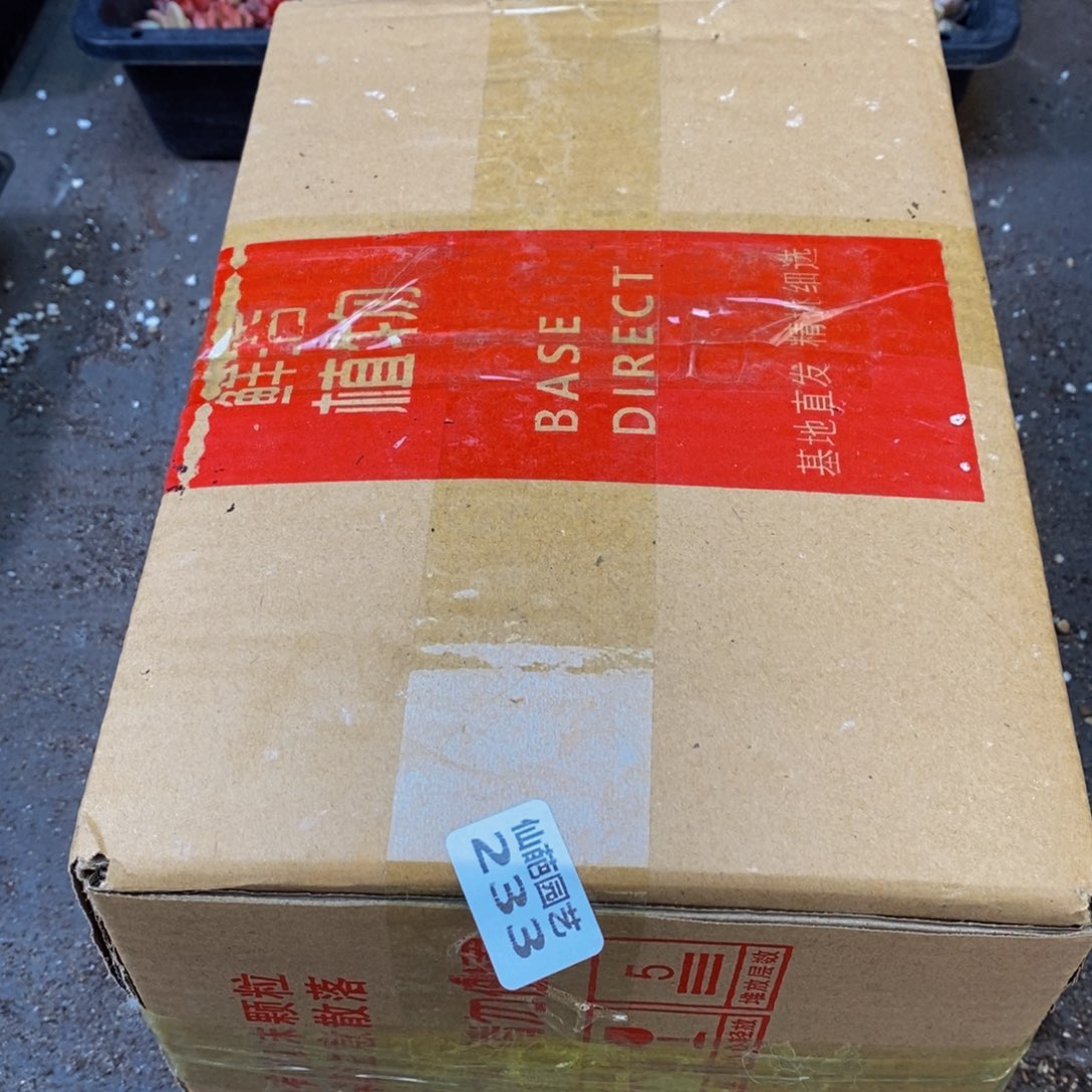 233多肉植物保护研究所所长助理