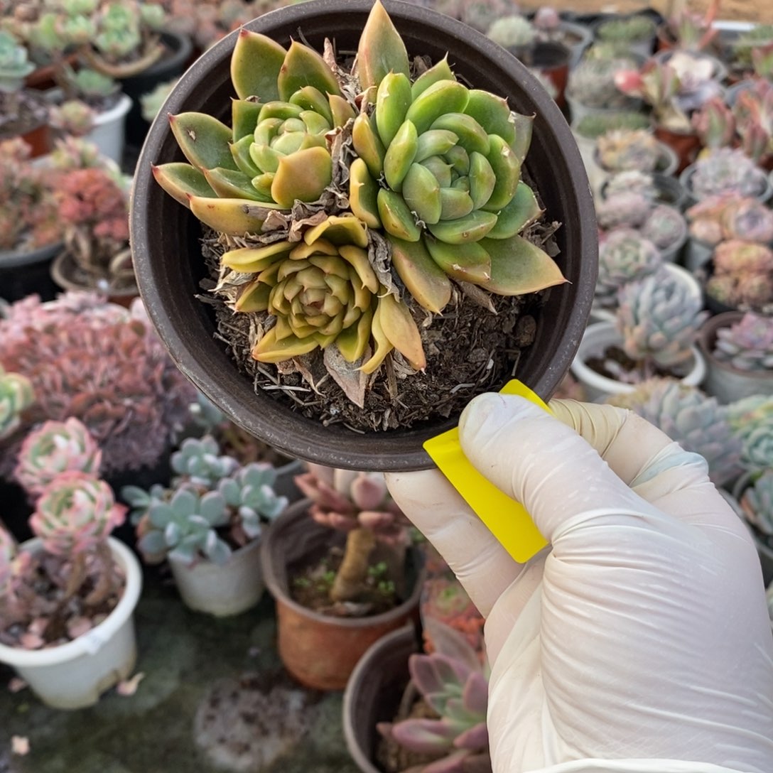 ୧***头187皮埃拉一物一拍