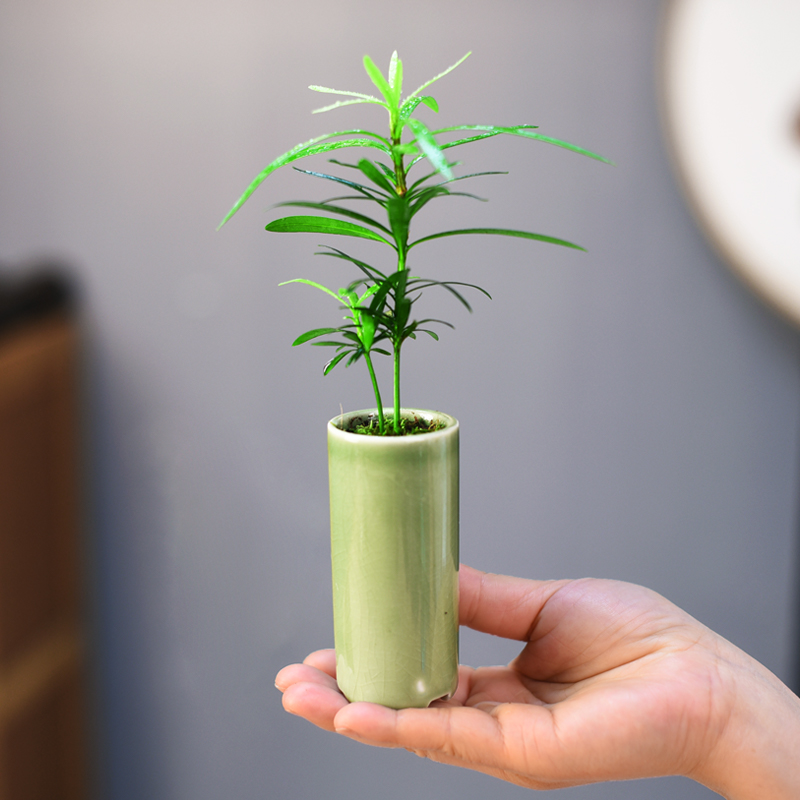 放青松造型罗汉松办公室桌面工位高级感绿植室内小盆栽好养活四季