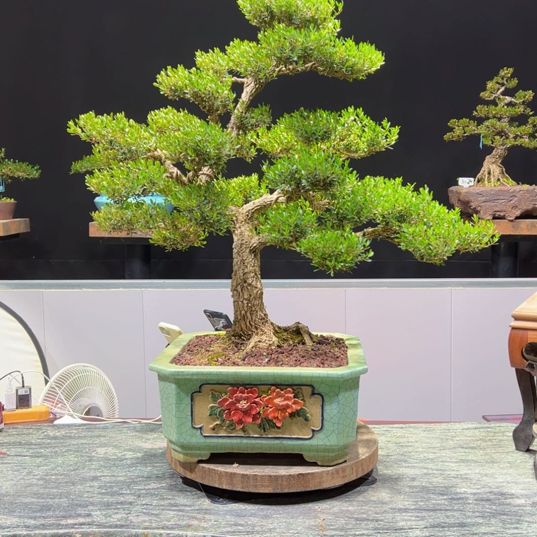 四季常青老桩黄杨盆景