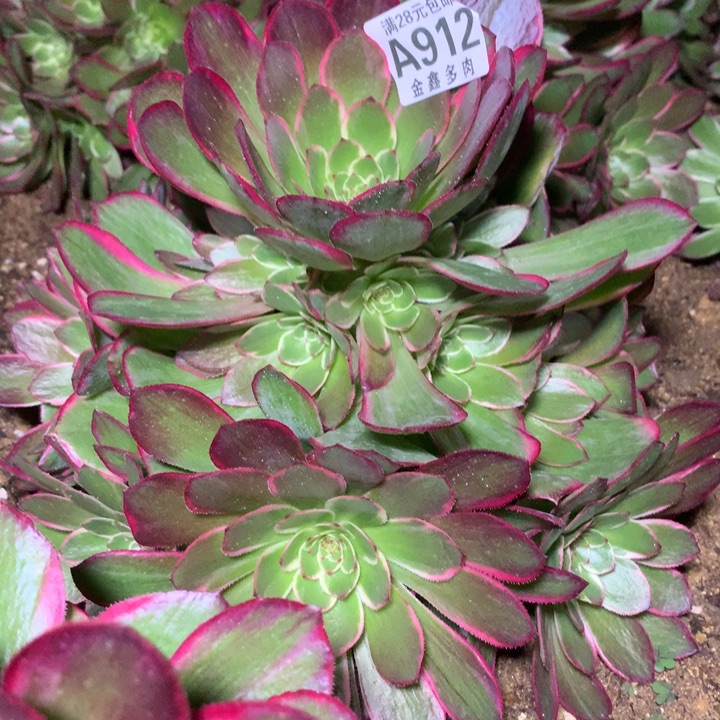 912多肉植物一物一拍