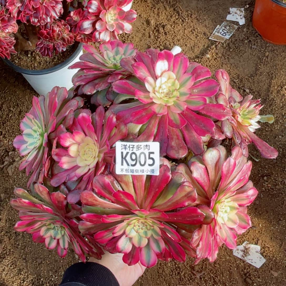 905红颜 冠幅25左右