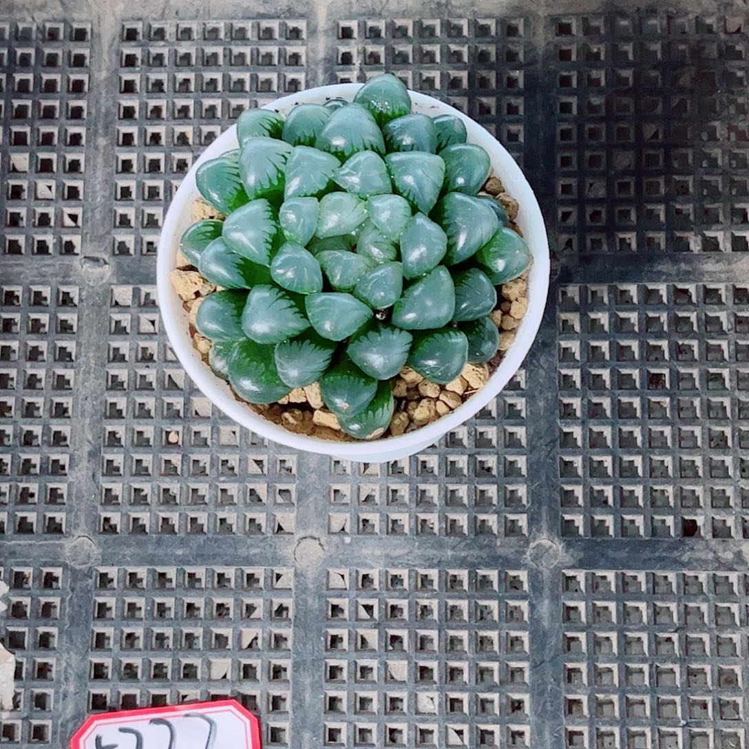 孔明玉露一勿一拍