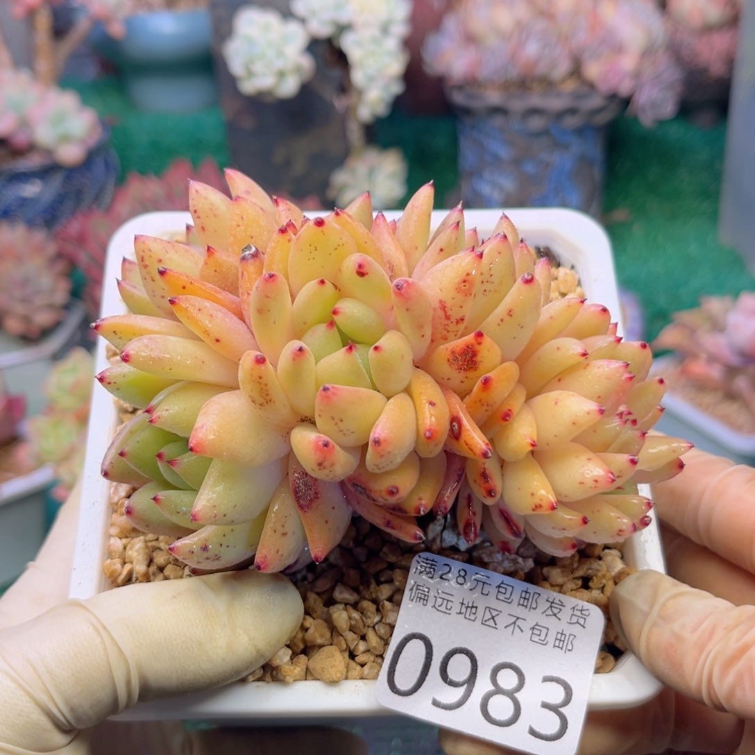 大0983:）xg xh cv b n