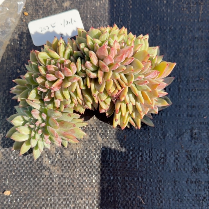 鼓***灯一物一拍香槟小树缀23