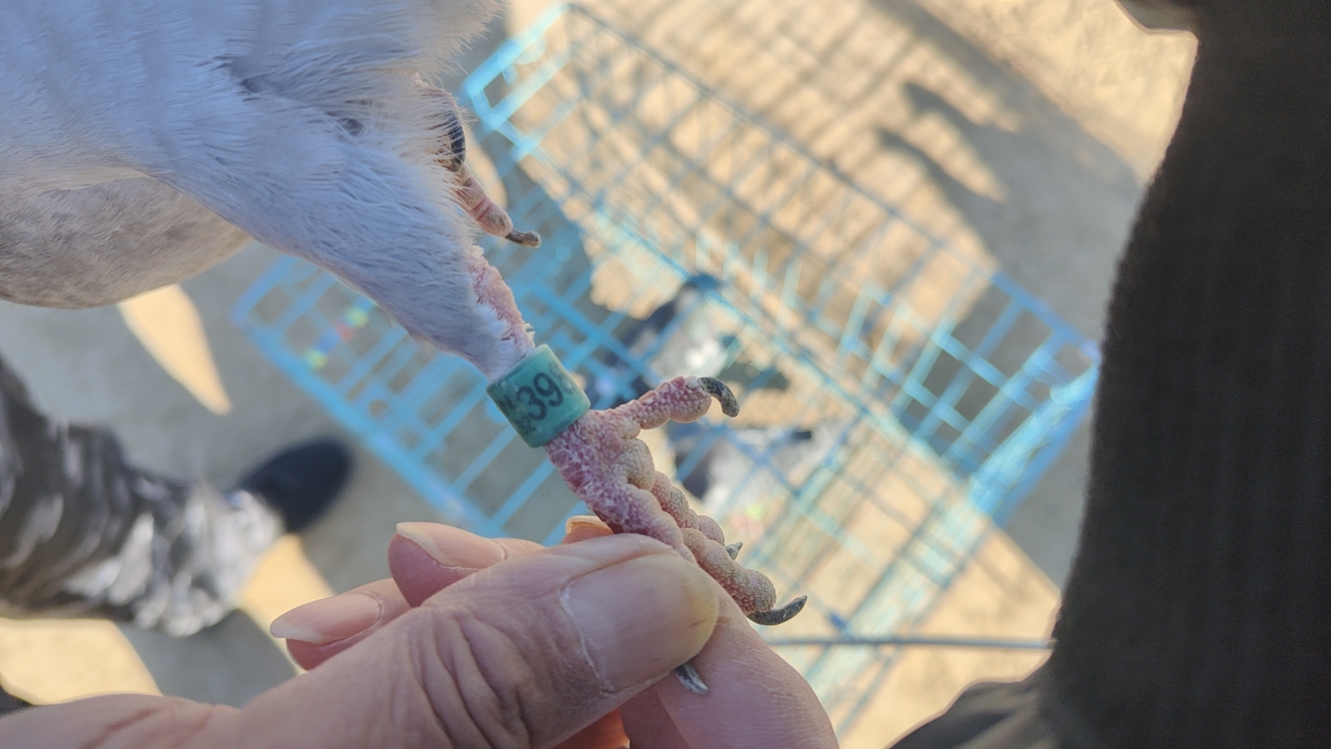 国血吴淞种鸽带足环