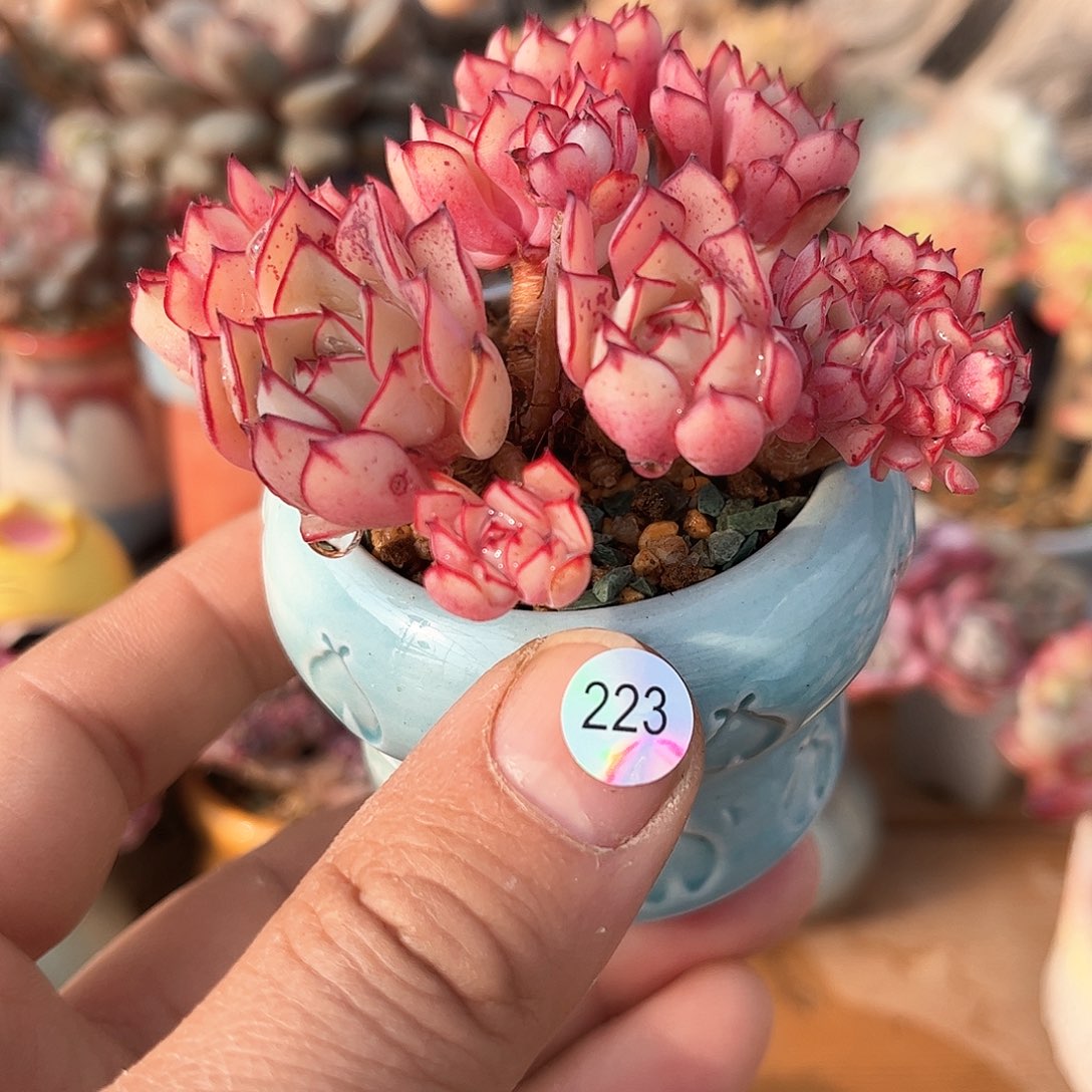 漫天飞舞223 含盆含土发货 30包邮偏远除外