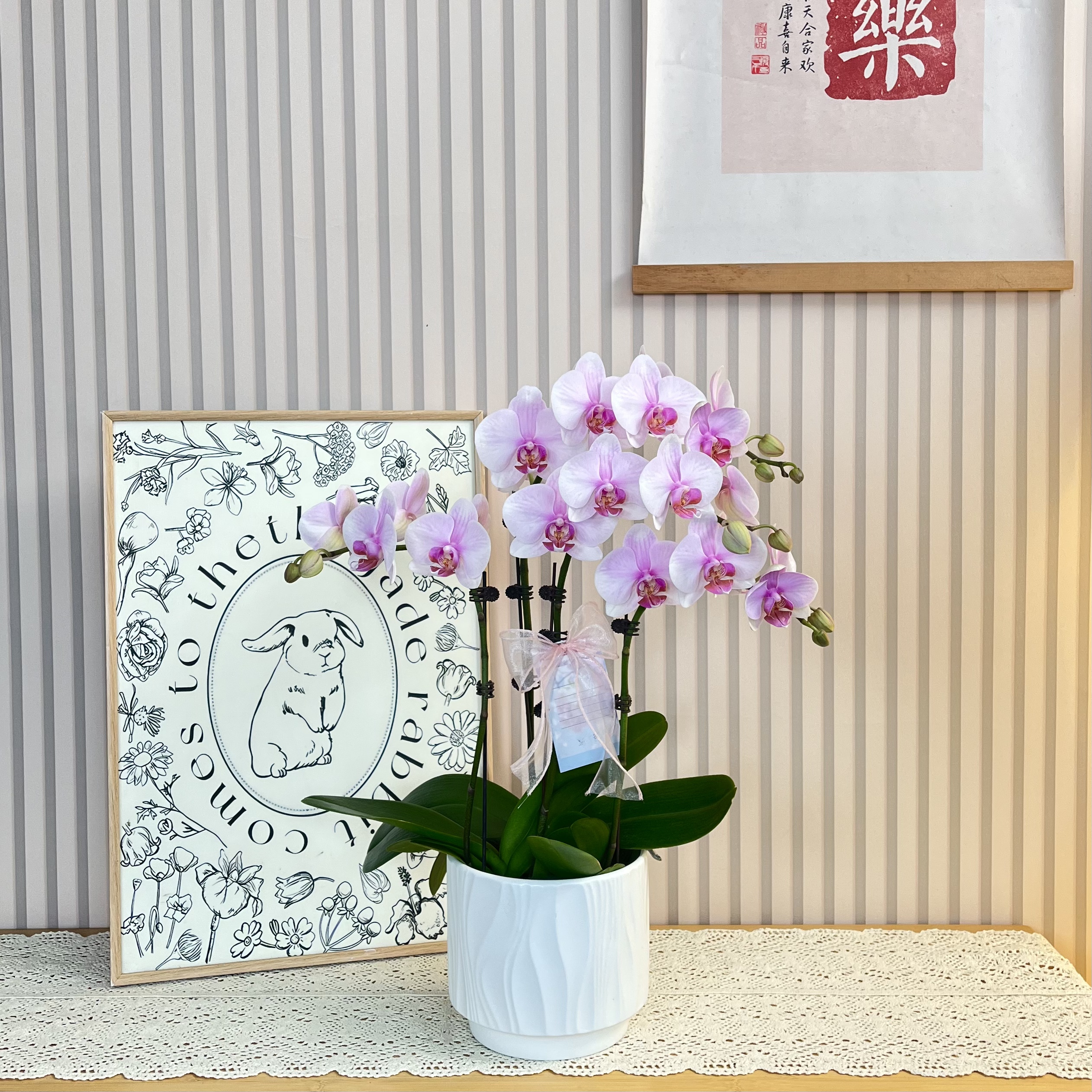 【夏娃】福纳瑞品种粉色系蝴蝶兰 室内装饰花卉 源头基地直发