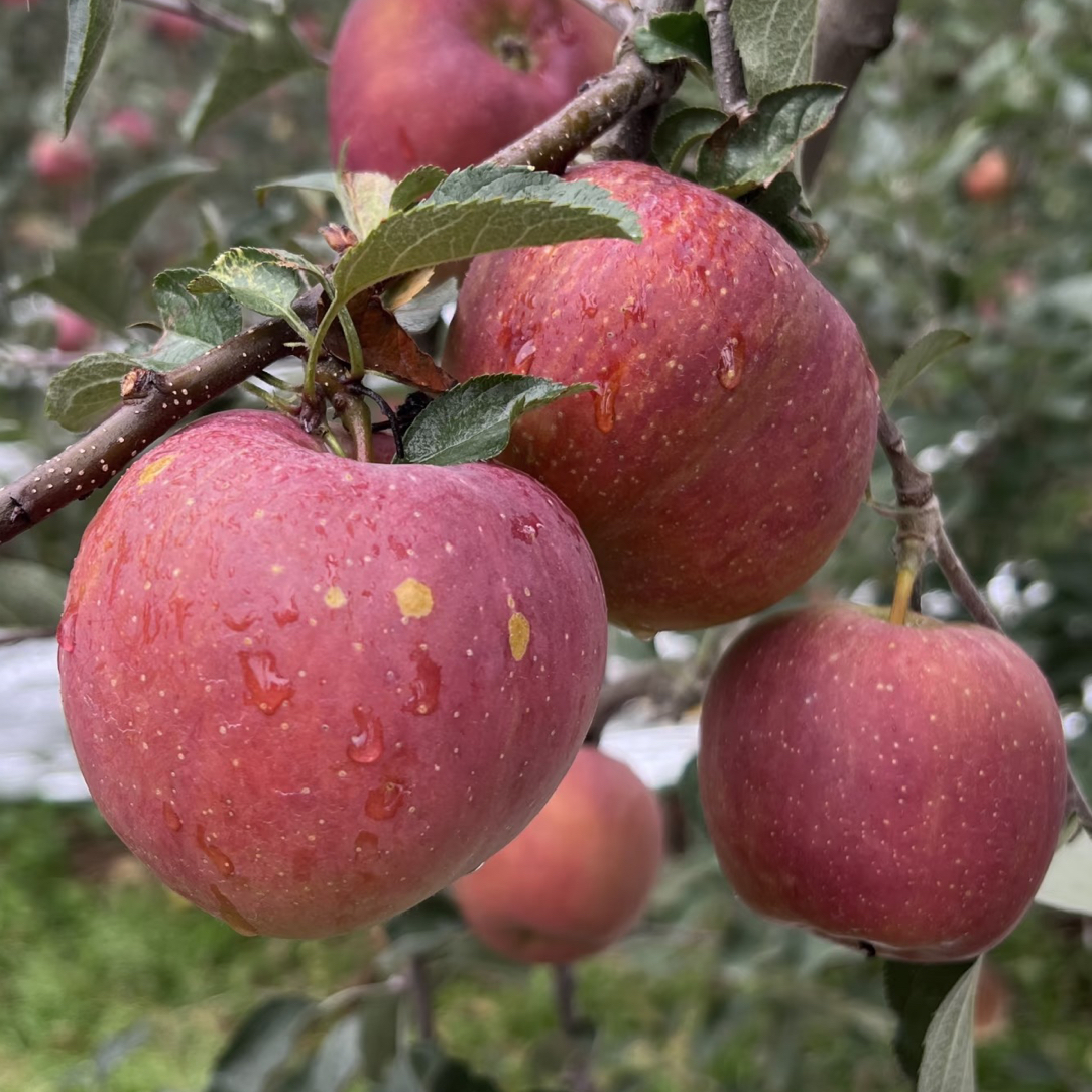 云南昭通苹果10斤装云南省