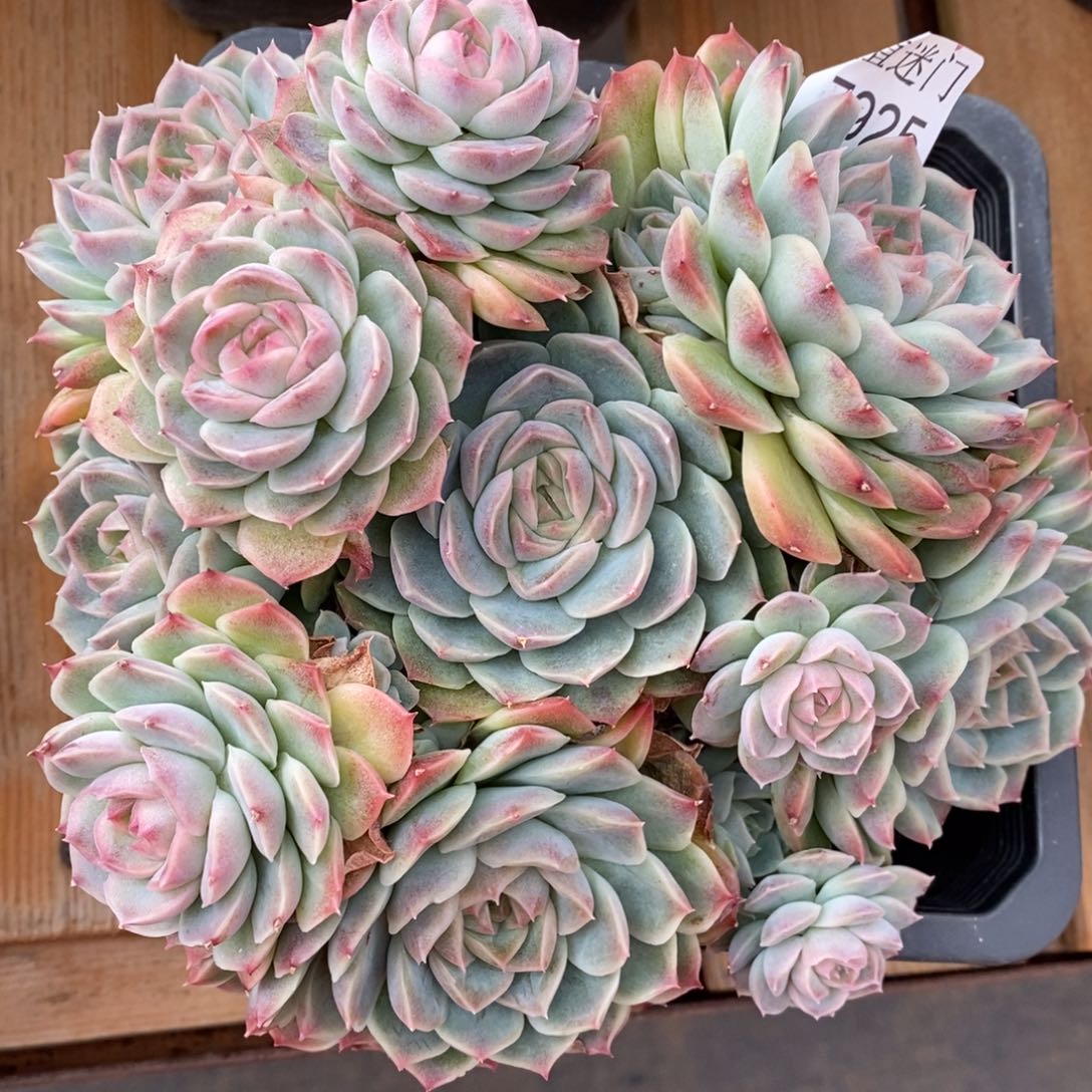 如***令杂交精品多肉7925~18厘米