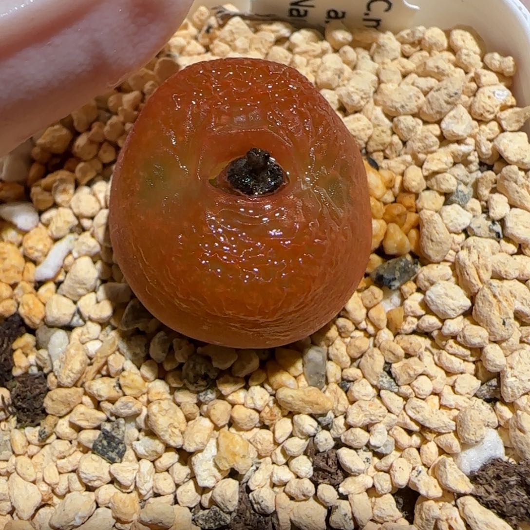 肉锥多肉植物百科30-优选水蜜桃母本1201