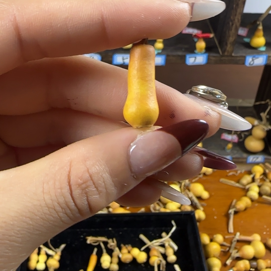 天然草里金小葫芦