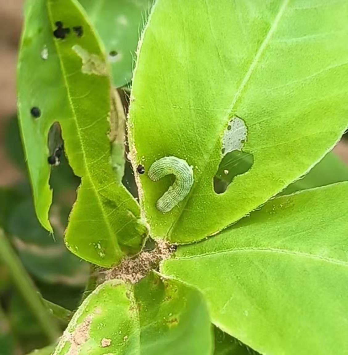 花生抗性管理方案