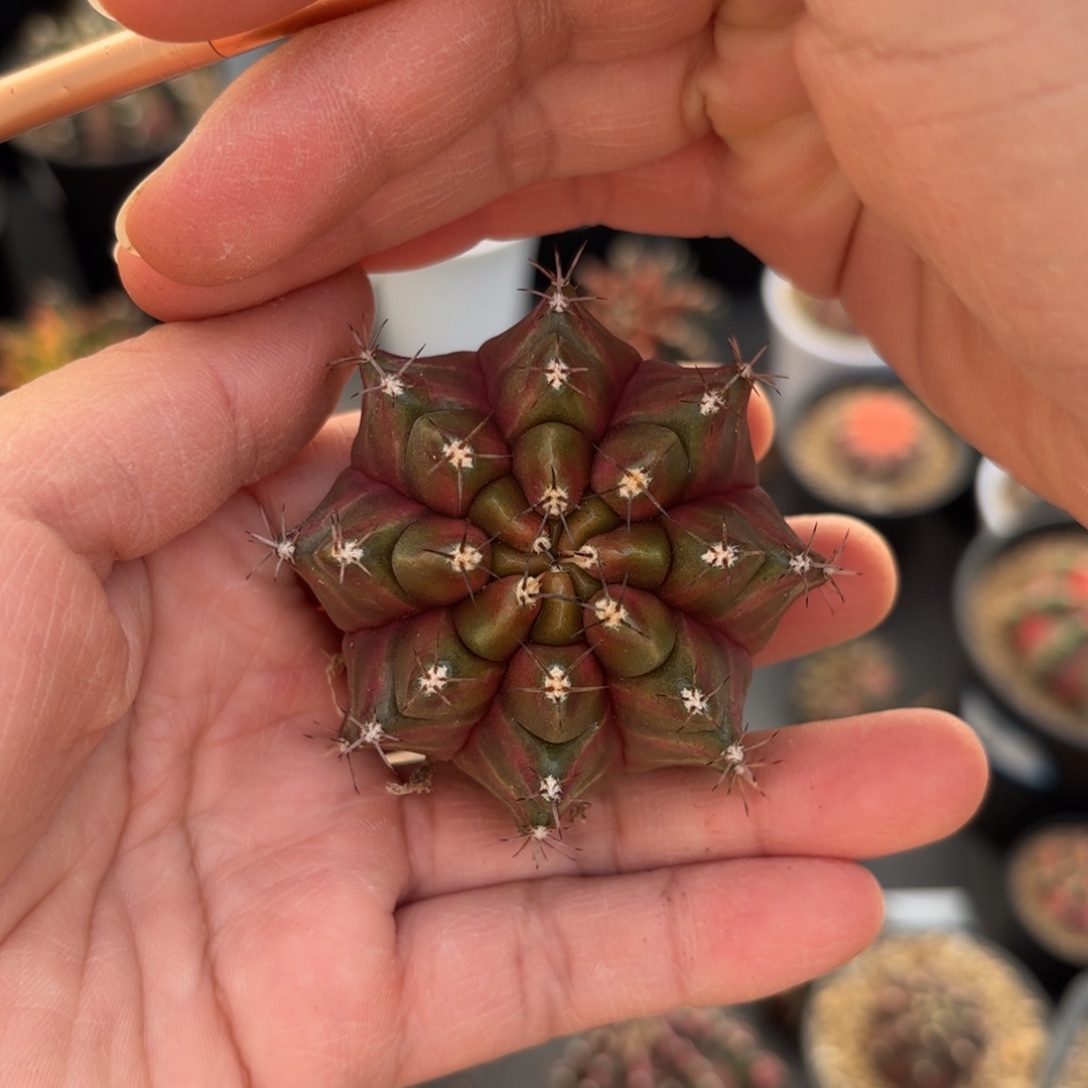 泰系实生米哈仙人球502