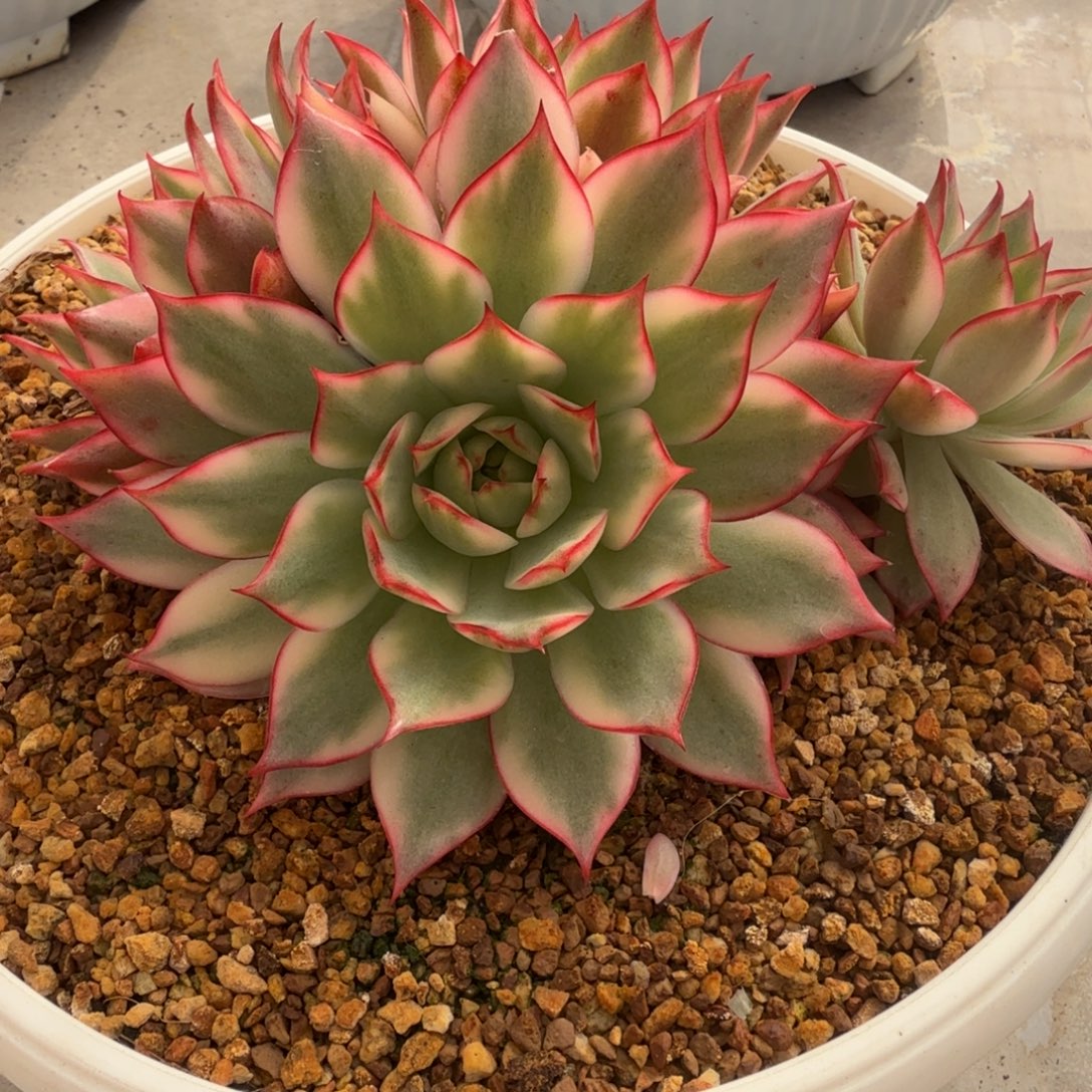 多头白锦宝莲灯 安吉园艺锦锦