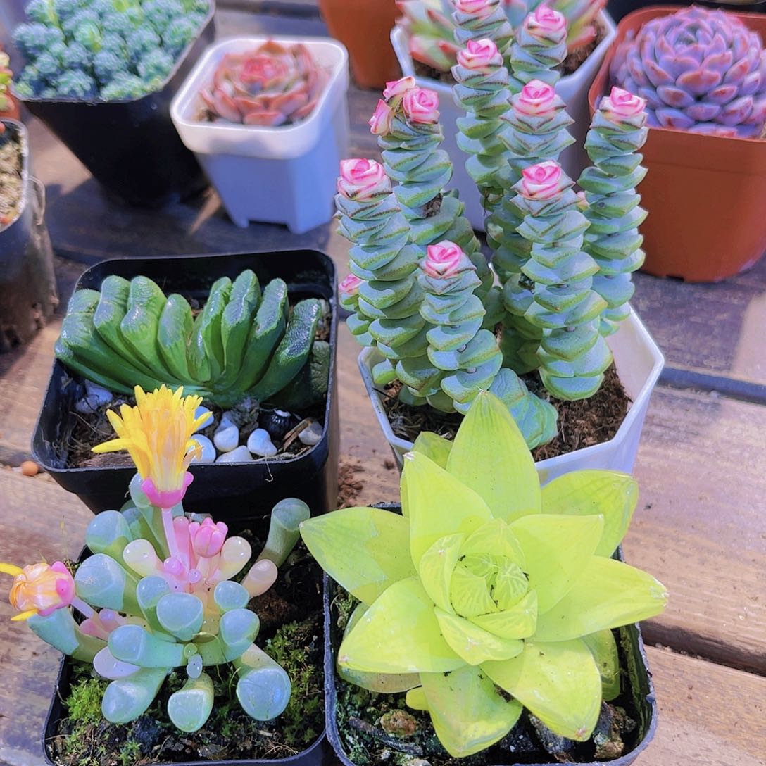 玉扇➕黄金雨露➕五十锦➕钱串锦